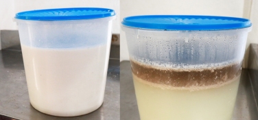 fermenting Coconut Milk